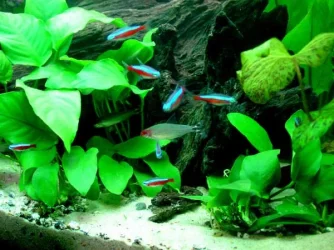 CARDINALS_AND_RUMMYS.webp