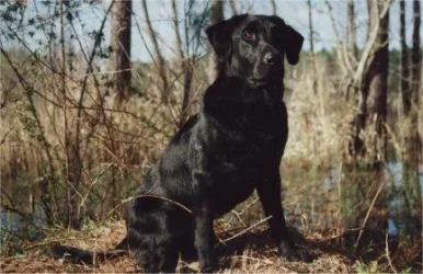 ashlanddog.webp