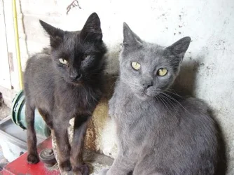 Cats.webp