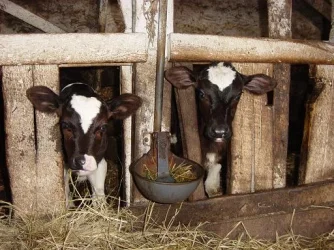 Calves.webp
