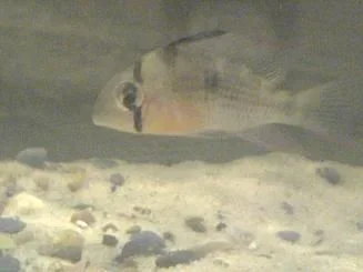 unknown1.webp