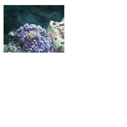 polyp.webp