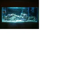 tank.webp
