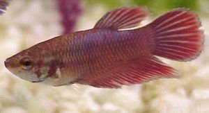 female.jpg female.jpg