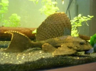 sailfin.webp sailfin.webp