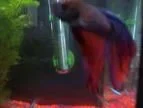Picture_78251.webp