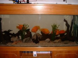 fish_tank_0011.JPG