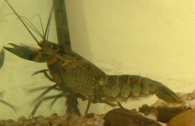 lobster.JPG lobster.JPG