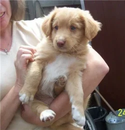 TOLLER_PUP_SEVEN_HALF_WK.webp