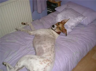 MurphyRelaxing.webp