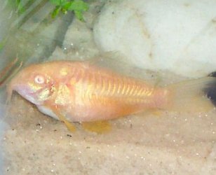 Fat_Cory_.jpg