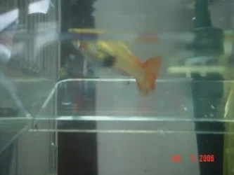 guppy.webp