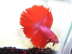 RedHMM2.JPG RedHMM2.JPG