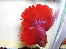 RedHMM.JPG RedHMM.JPG