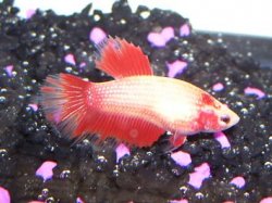 RedMarbleHMF2.JPG RedMarbleHMF2.JPG