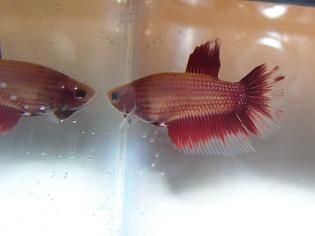 RedMarbleHMF3.JPG RedMarbleHMF3.JPG