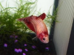 RedMarbleHMF4.JPG RedMarbleHMF4.JPG