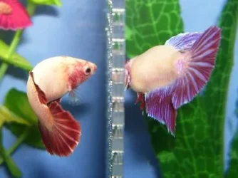 CrimsonAndSydney2.webp