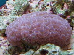 euphyllia.jpg euphyllia.jpg
