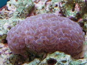 euphyllia.webp euphyllia.webp