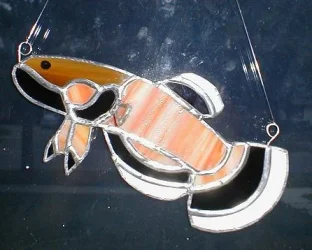 albimarginata_1b.webp