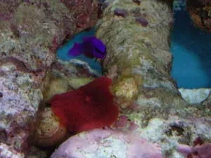 mushroom_dotty.webp mushroom_dotty.webp