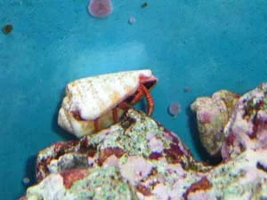 hawaiianredleg.webp hawaiianredleg.webp