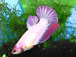 sydneycartoon.JPG sydneycartoon.JPG