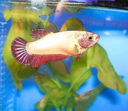 CrimsonCartoon.JPG CrimsonCartoon.JPG