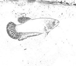 CrimsonDrawing.JPG CrimsonDrawing.JPG