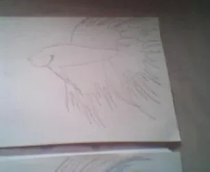 Picture_002.webp