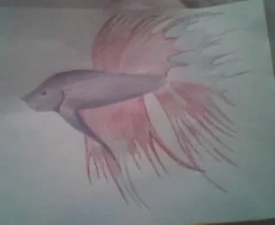 Picture_059.webp