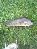 BIG_PERCH_05_pontnewydd.webp
