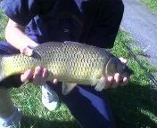 carp2.webp