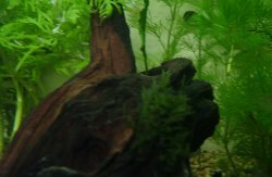 moss_ie.JPG