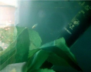 IMAG0069.JPG IMAG0069.JPG