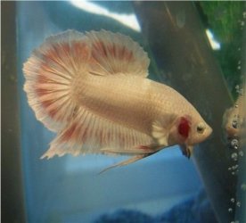 white_pk2.jpg white_pk2.jpg