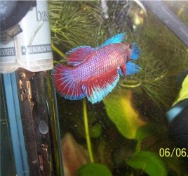 red_female.jpg red_female.jpg