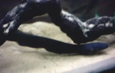 electric_eel_1.webp
