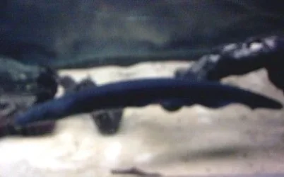 electric_eel_2.webp