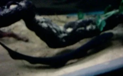 electric_eel_3.webp
