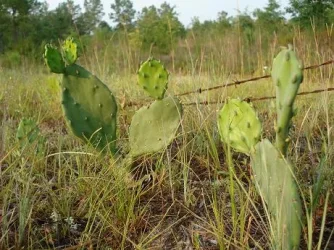Cactus.webp