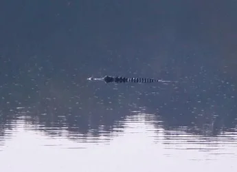 Gator2.webp