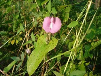 Flower.webp