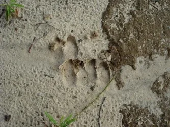 Hog_Tracks.webp