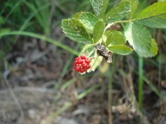 Berry.webp