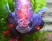 TyFlaring2.JPG TyFlaring2.JPG