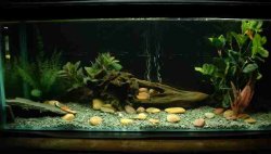 whole_tank.jpg whole_tank.jpg