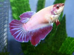 Sydney1.JPG Sydney1.JPG