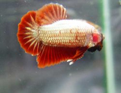 fwbettaswt1154030293.jpg fwbettaswt1154030293.jpg